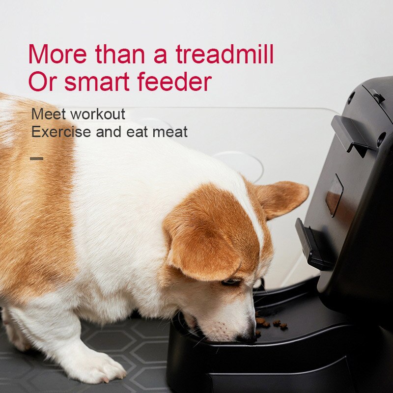 Temperature regulating dog running training machine pet treadmill with feeding function